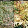Acer Duo