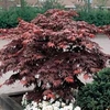 Acer palmatum Atropurpureum - 1 plant