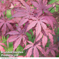 Acer palmatum 