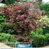 Acer palmatum 