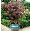 Acer palmatum 
