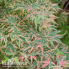 Acer palmatum 