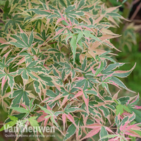 Acer palmatum 