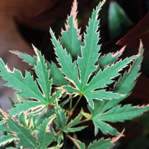Acer palmatum 
