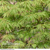 Acer palmatum 