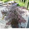 Acer palmatum 