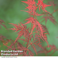 Acer palmatum 