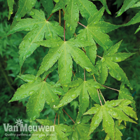 Acer palmatum 