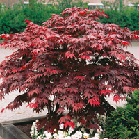 Acer palmatum (Large Plant) - 1 acer plant in 3.5 litre pot