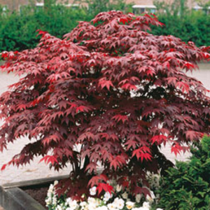 Acer palmatum (Large Plant) - 2 acer plants in 3.5 litre pots
