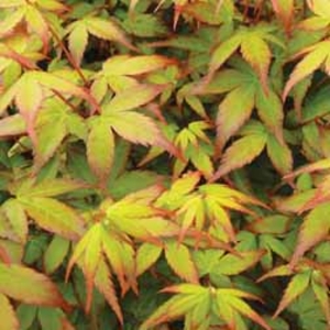 Acer palmatum 