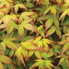 Acer palmatum 