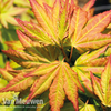 Acer palmatum 