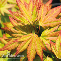 Acer palmatum 