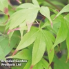 Acer palmatum 