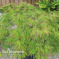 Acer palmatum 