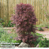 Acer palmatum 