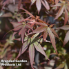 Acer palmatum 