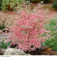 Acer palmatum 
