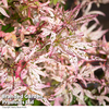 Acer palmatum 