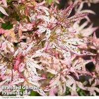 Acer palmatum 