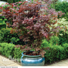 Acer palmatum