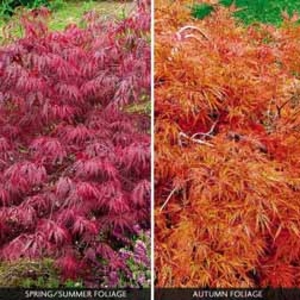 Acer palmatum var. dissectum 