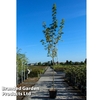 Acer platanoides 