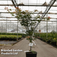 Acer pseudosieboldianum 