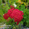 Achillea 