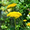 Achillea filipendulina 