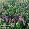 Achillea millefolium 