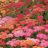 Achillea millefolium 