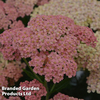 Achillea millefolium 
