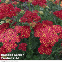 Achillea millefolium 