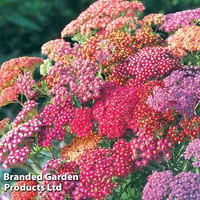 Achillea millefolium 