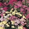 Achillea millefolium 