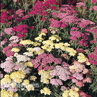 Achillea millefolium 