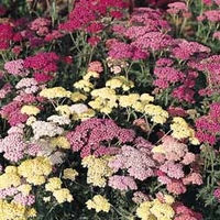 Achillea millefolium 