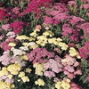 Achillea millefolium 