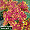 Achillea millefolium 