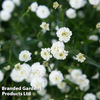 Achillea 