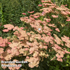 Achillea 