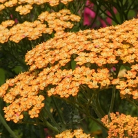 Achillea 