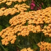 Achillea 