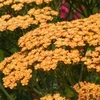 Achillea 