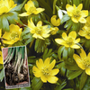 Aconite in the green