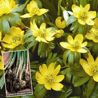 Aconite in the green