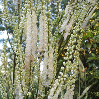 Actaea cordifolia (Large Plant) - 1 actaea plant in 1 litre pot