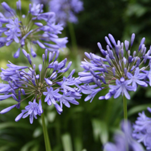 Agapanthus 